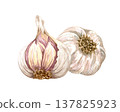 Watercolor realistic garlic. Set with cut garlic and clove of garlic. Hand drawn illustration isolated on white background 137825923
