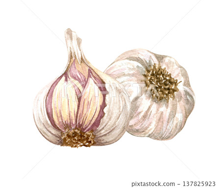 Watercolor realistic garlic. Set with cut garlic and clove of garlic. Hand drawn illustration isolated on white background 137825923