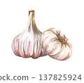 Watercolor realistic garlic. Set with cut garlic and clove of garlic. Hand drawn illustration isolated on white background 137825924