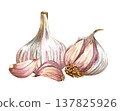 Watercolor realistic garlic. Set with cut garlic and clove of garlic. Hand drawn illustration isolated on white background 137825926