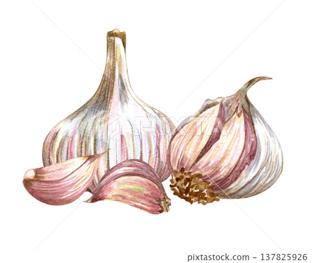 Watercolor realistic garlic. Set with cut garlic and clove of garlic. Hand drawn illustration isolated on white background 137825926
