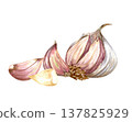 Watercolor realistic garlic. Set with cut garlic and clove of garlic. Hand drawn illustration isolated on white background 137825929