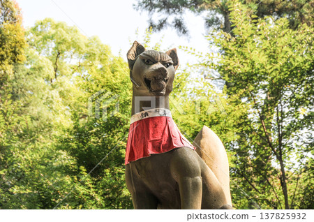 狐狸 137825932