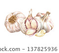 Watercolor realistic garlic. Set with cut garlic and clove of garlic. Hand drawn illustration isolated on white background 137825936