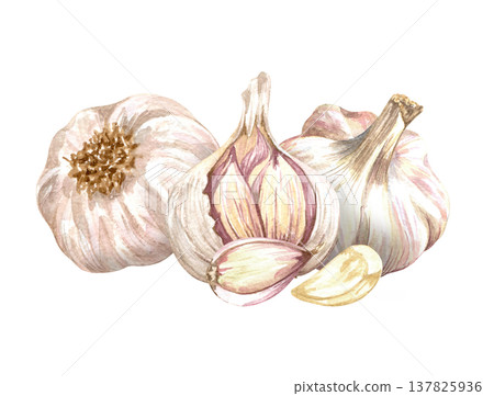 Watercolor realistic garlic. Set with cut garlic and clove of garlic. Hand drawn illustration isolated on white background Watercolor realistic garlic. Set with cut garlic and clove of garlic. Hand drawn illustration isolated on white background 137825936