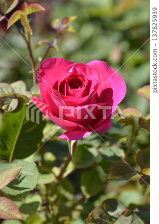 Rose Charme Pourpre Rose Charme Pourpre 137825939