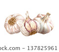 Watercolor realistic garlic. Set with cut garlic and clove of garlic. Hand drawn illustration isolated on white background 137825961