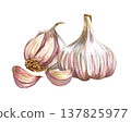 Watercolor realistic garlic. Set with cut garlic and clove of garlic. Hand drawn illustration isolated on white background 137825977