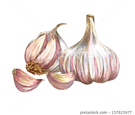 Watercolor realistic garlic. Set with cut garlic and clove of garlic. Hand drawn illustration isolated on white background Watercolor realistic garlic. Set with cut garlic and clove of garlic. Hand drawn illustration isolated on white background 137825977