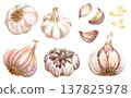 Watercolor realistic garlic. Set with cut garlic and clove of garlic. Hand drawn illustration isolated on white background 137825978