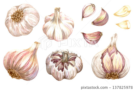 Watercolor realistic garlic. Set with cut garlic and clove of garlic. Hand drawn illustration isolated on white background 137825978