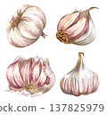 Watercolor realistic garlic. Set with cut garlic and clove of garlic. Hand drawn illustration isolated on white background 137825979