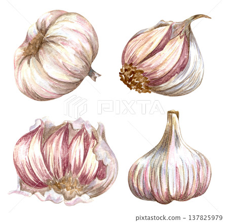 Watercolor realistic garlic. Set with cut garlic and clove of garlic. Hand drawn illustration isolated on white background Watercolor realistic garlic. Set with cut garlic and clove of garlic. Hand drawn illustration isolated on white background 137825979