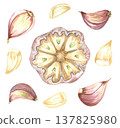 Watercolor realistic garlic. Set with cut garlic and clove of garlic. Hand drawn illustration isolated on white background 137825980