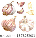Watercolor realistic garlic. Set with cut garlic and clove of garlic. Hand drawn illustration isolated on white background 137825981
