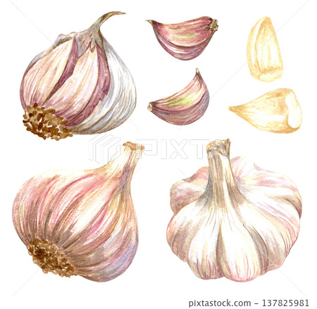 Watercolor realistic garlic. Set with cut garlic and clove of garlic. Hand drawn illustration isolated on white background 137825981