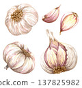 Watercolor realistic garlic. Set with cut garlic and clove of garlic. Hand drawn illustration isolated on white background 137825982