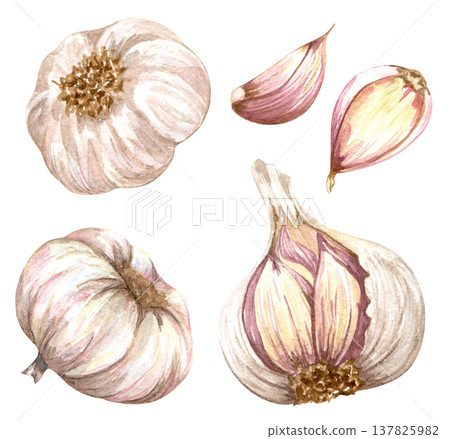 Watercolor realistic garlic. Set with cut garlic and clove of garlic. Hand drawn illustration isolated on white background Watercolor realistic garlic. Set with cut garlic and clove of garlic. Hand drawn illustration isolated on white background 137825982