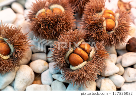 Detailed close-up of open chestnut burs revealing glossy brown nuts, resting on smooth white garden pebbles. High quality macro shot highlighting spiky husks and natural autumn harvest textures. Detailed close-up of open chestnut burs revealing glossy brown nuts, resting on smooth white garden pebbles. High quality macro shot highlighting spiky husks and natural autumn harvest textures. 137826082