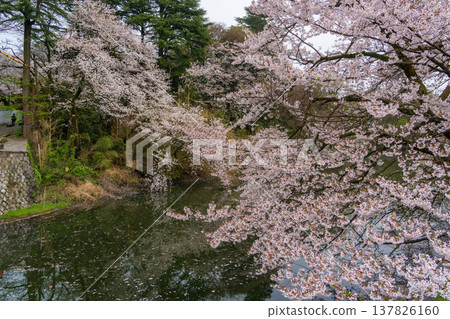 A spring scene of cherry blossoms blooming in the moat of Takaoka Old Castle Park and petals floating on the water's surface (Takaoka City, Toyama Prefecture) A spring scene of cherry blossoms blooming in the moat of Takaoka Old Castle Park and petals floating on the water's surface (Takaoka City, Toyama Prefecture) 137826160