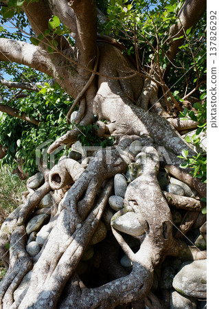 高知縣民佐清水市：石持赤樹 137826292