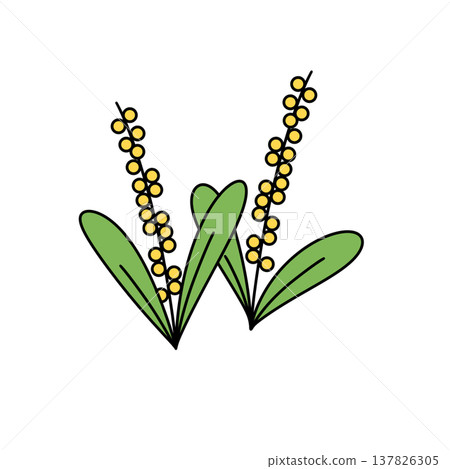 Bright yellow buds line green stems Bright yellow buds line green stems 137826305