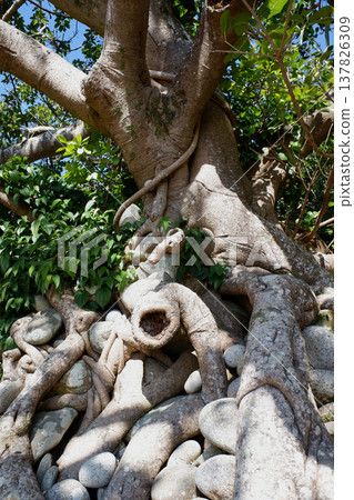 高知縣民佐清水市：石持赤樹 137826309