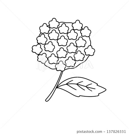 Simple line drawing of a hydrangea bloom 137826331