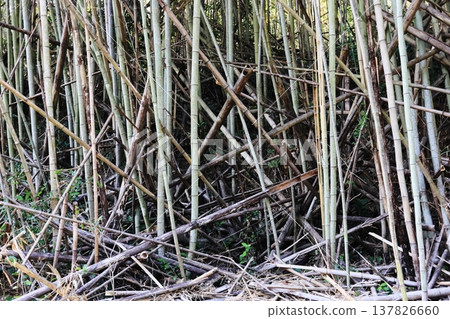A neglected and overgrown bamboo forest A neglected and overgrown bamboo forest 137826660