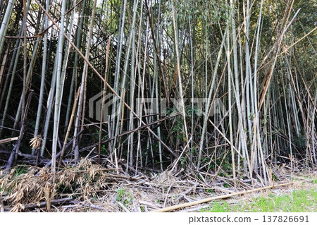 一片荒廢且雜草叢生的竹林 一片荒廢且雜草叢生的竹林 137826691