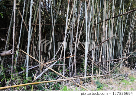 A neglected and overgrown bamboo forest A neglected and overgrown bamboo forest 137826694