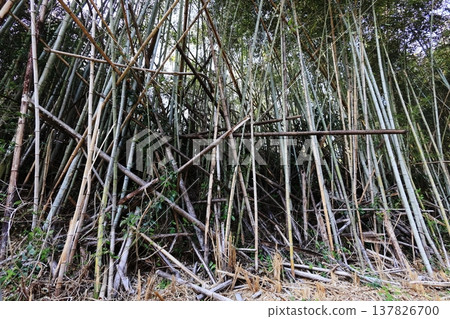 A neglected and overgrown bamboo forest A neglected and overgrown bamboo forest 137826700