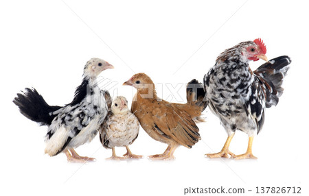 serama chickens 137826712