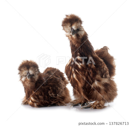 red silkies red silkies 137826713
