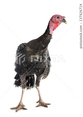 turkey isolated on white turkey isolated on white 137826714