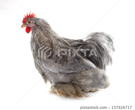 grey Pekin rooster grey Pekin rooster 137826717