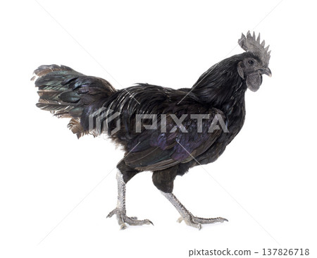 rooster ayam cemani rooster ayam cemani 137826718