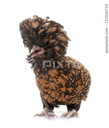 Padovana chicken in studio 137826719