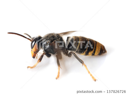 Asian hornet in studio Asian hornet in studio 137826726