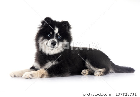 Pomsky in studio 137826731