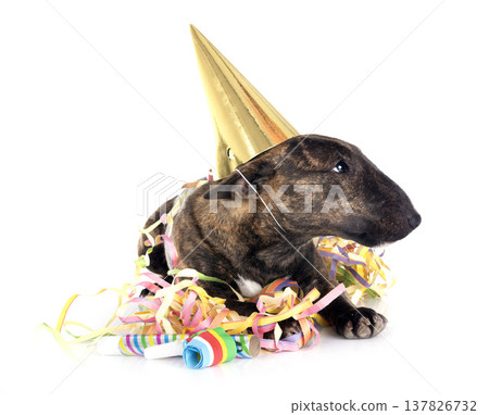 miniature bull terrier in studio 137826732