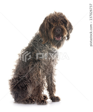 Wirehaired Pointing Griffon Wirehaired Pointing Griffon 137826737