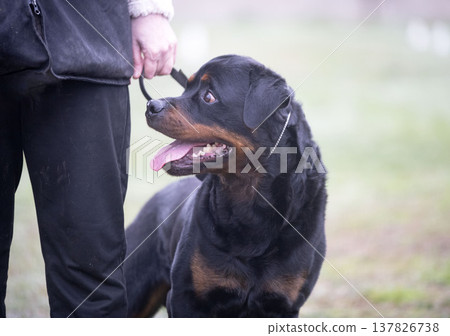 obedience training with a rottweiler obedience training with a rottweiler 137826738