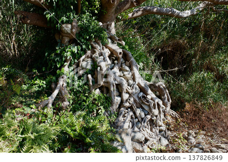 高知縣民佐清水市：石持赤樹 137826849