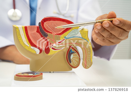 Male reproductive system, Asian doctor holding human anatomy model. Male reproductive system, Asian doctor holding human anatomy model. 137826918