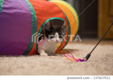 Small kitten sitting in colorful tunnel tube and playing feather wand at home Small kitten sitting in colorful tunnel tube and playing feather wand at home 137827012