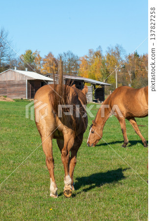 Horses on a pasture during autumn Horses on a pasture during autumn 137827258