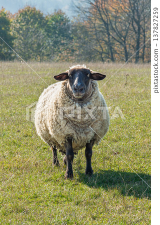 Single sheep standing on pasture 137827259