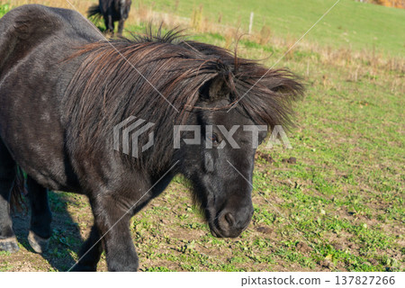 Detail of Shetland pony on pasture 137827266
