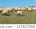 Herd of sheep grazing on pasture 137827268